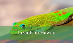 10 Types of Lizards in Hawaii​ (With Pictures and Identification)