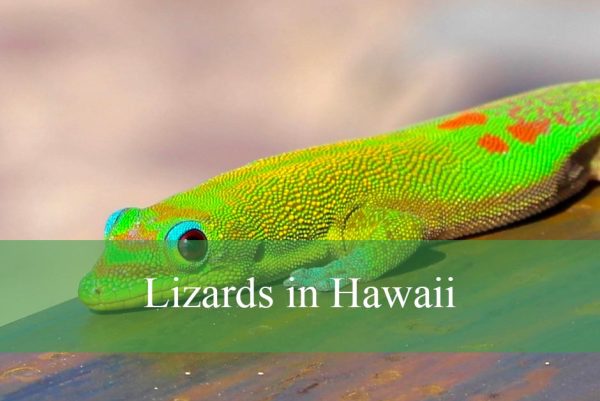 Lizards in Hawaii