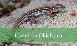 19 Lizards in Oklahoma (With Pictures and Identification)