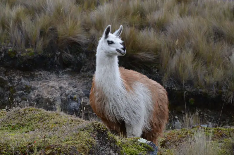Llamas in California