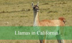 3 Types of Llamas in California (With Pictures and Identification)