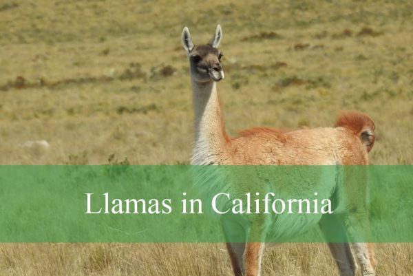 Llamas in California