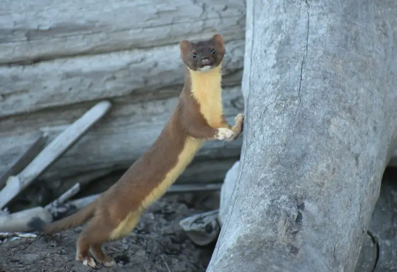Weasels in Nebraska
