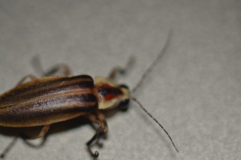 Fireflies in North Carolina