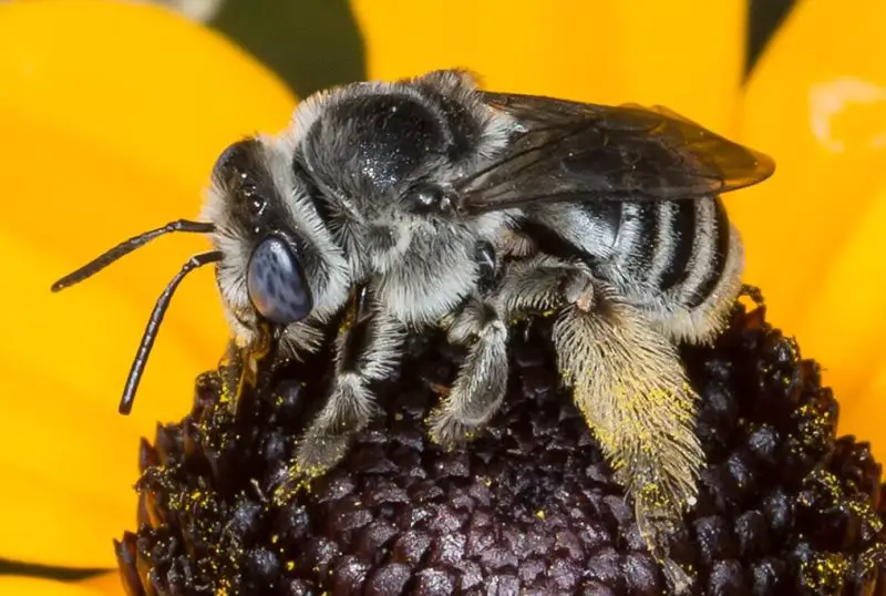Stinging Insects in Florida