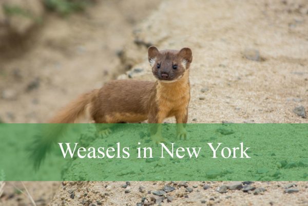 Weasels in New York