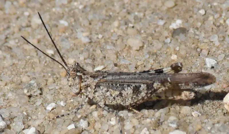 Grasshoppers in Texas