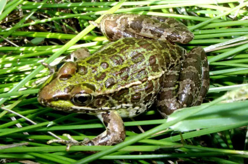 Frogs in Arizona