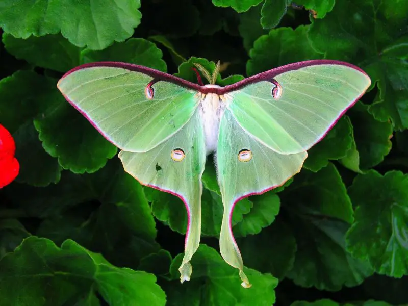 Moths in Colorado