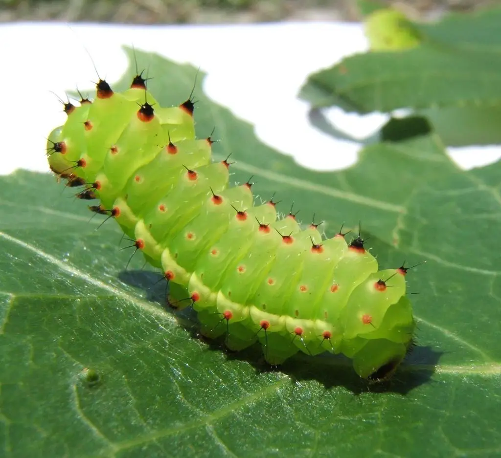 Caterpillars in Minnesota