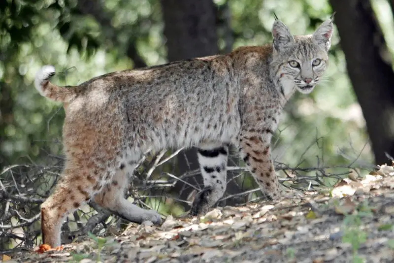 Bobcats in Missouri