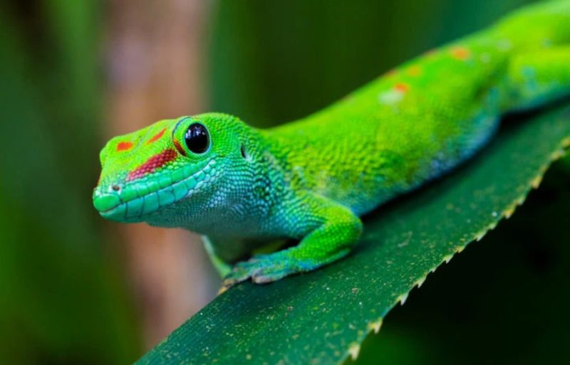 Lizards in Hawaii