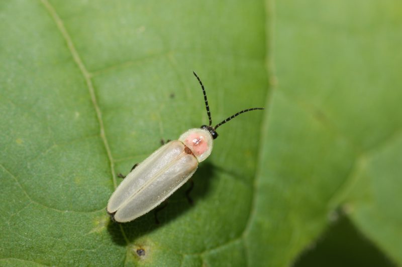Fireflies in North Carolina
