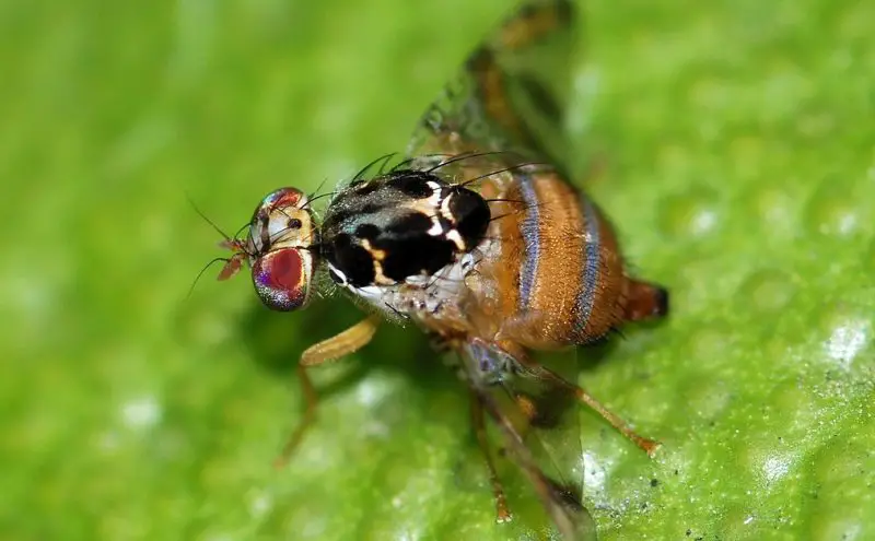 Invasive Insects in California