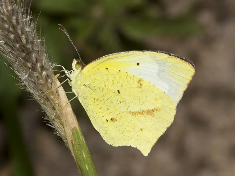 Butterflies in Kansas