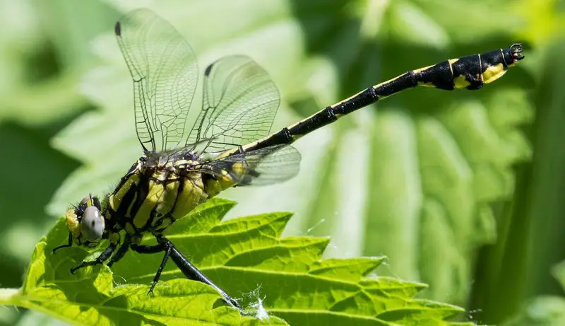 Dragonflies in Illinois