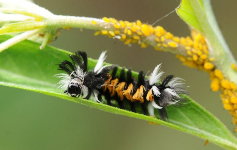 Caterpillars in Minnesota