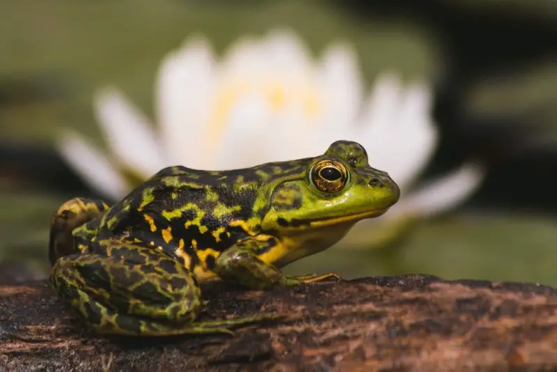 Frogs in Michigan