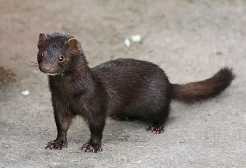 Weasels in Maine