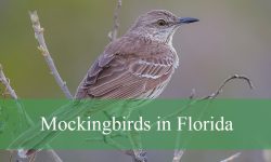 3 Types of Mockingbirds in Florida (With Pictures and Identification)