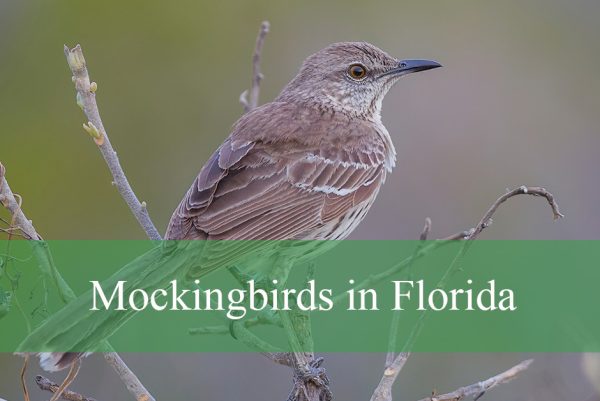 Mockingbirds in Florida