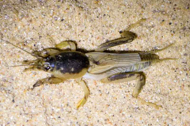 Crickets in Maryland