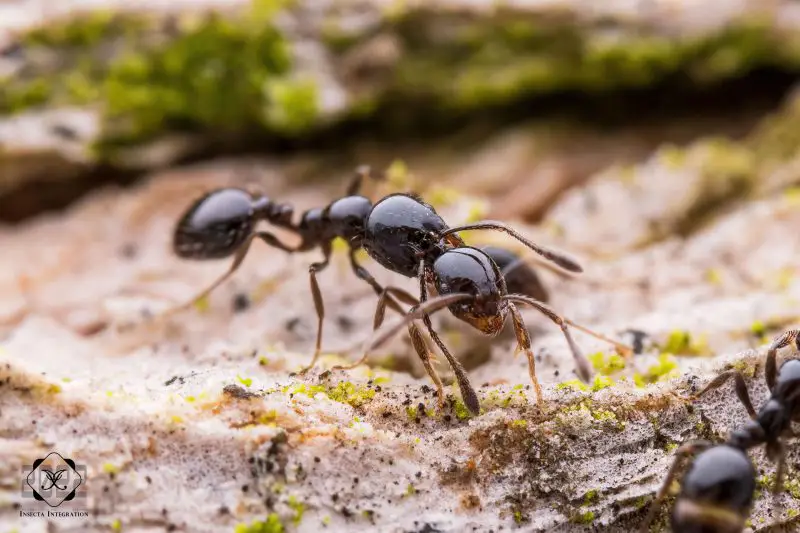 Types of Ants in California