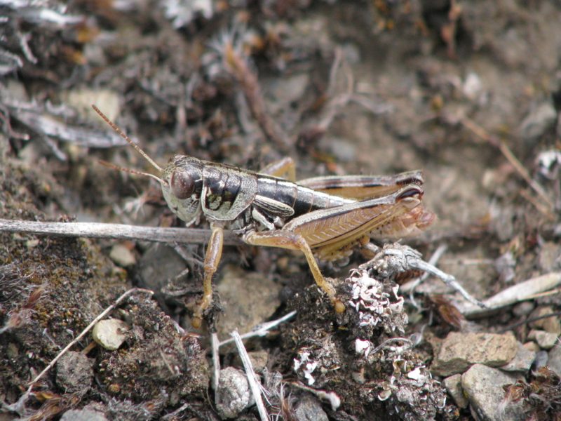 Grasshoppers in Montana