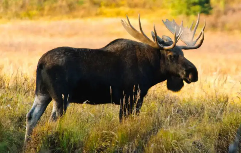 Moose in Montana