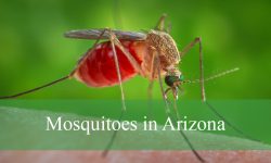 10 Types of Mosquitoes in Arizona (Pictures and Identification)