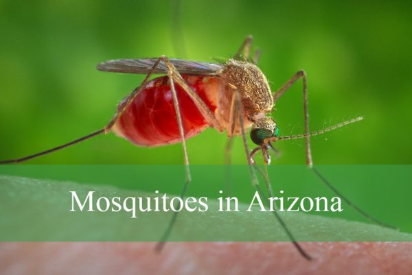 Mosquitoes in Arizona
