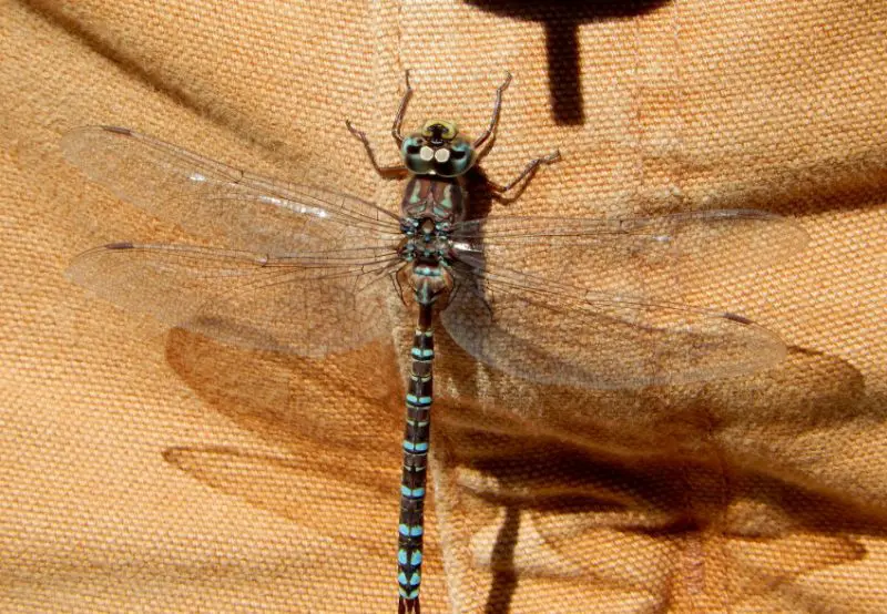 Dragonflies in Colorado