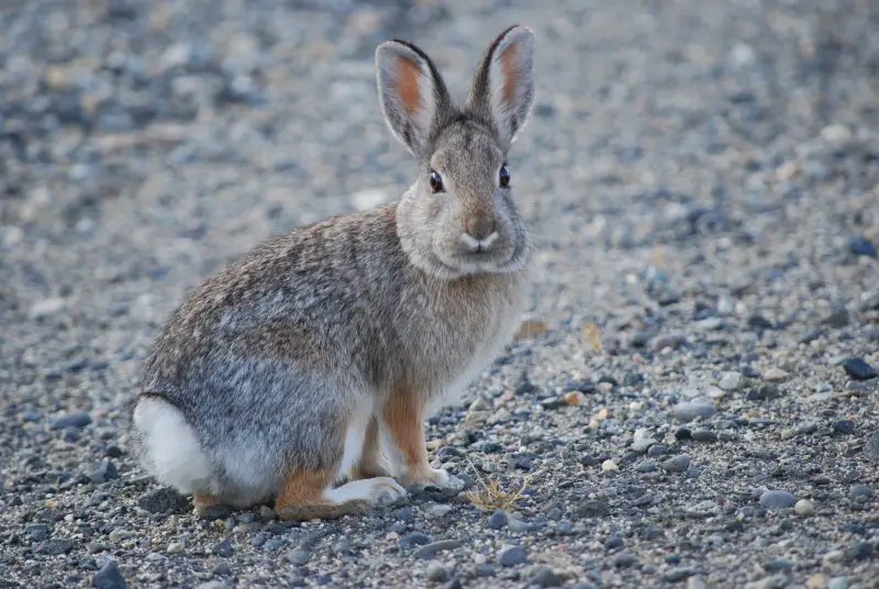 Wild Rabbits in Colorado