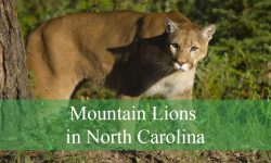 Exploring Mountain Lions in North Carolina: Do They Really Exist