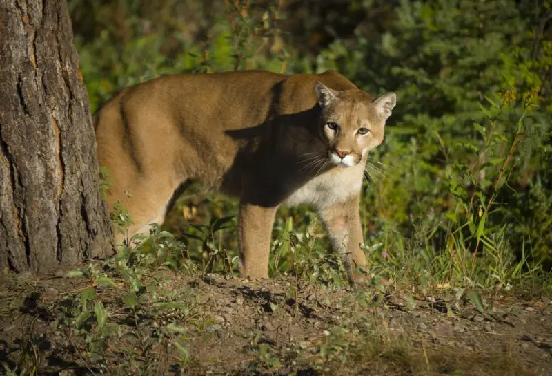 Mountain Lions in North Carolina