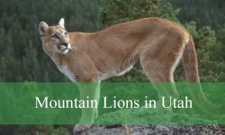 Why Are Mountain Lions in Utah More Active at Night Than Day