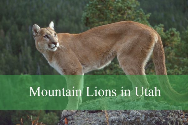 Mountain Lions in Utah