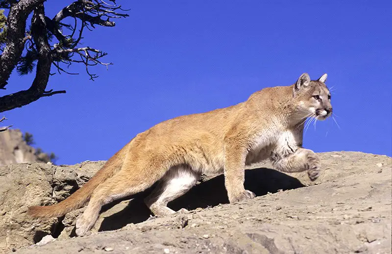 Are There Mountain Lions in Texas