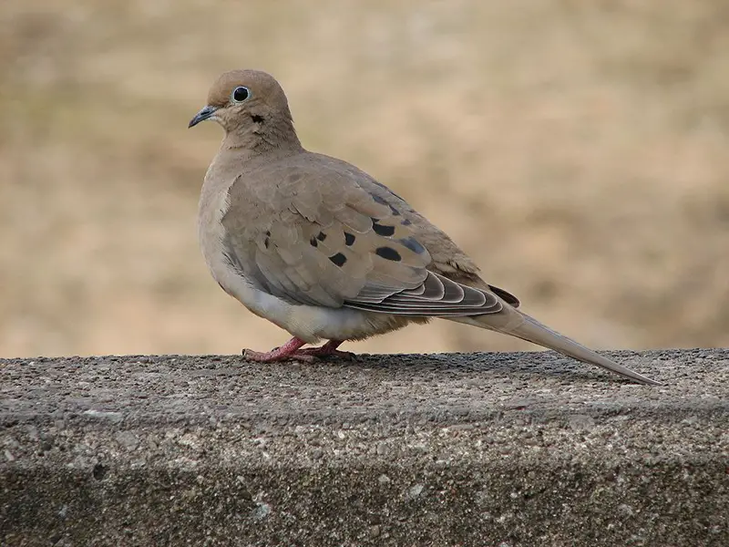 Doves in Arkansas