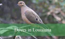 7 Types of Doves in Louisiana (With Pictures and Identification)