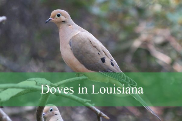 Doves in Louisiana