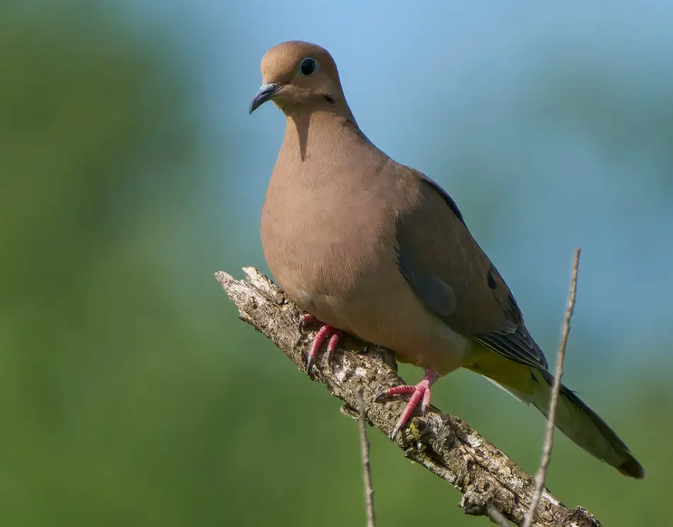Doves in Connecticut