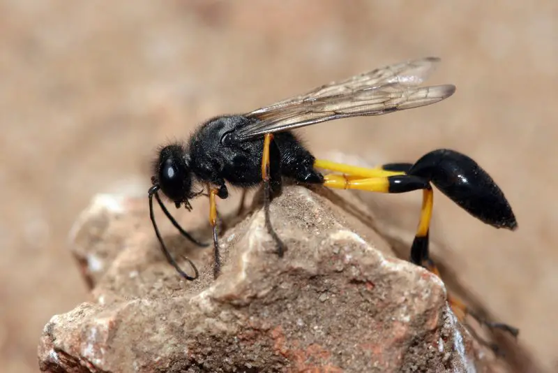Stinging Insects in Florida