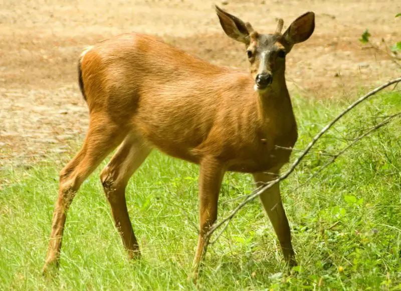 Types of Deer in Wyoming