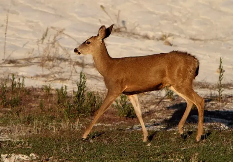 Deer Found in Utah