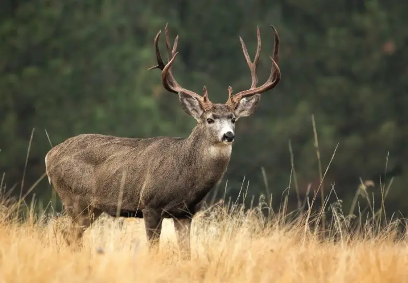 Deer Species in Montana