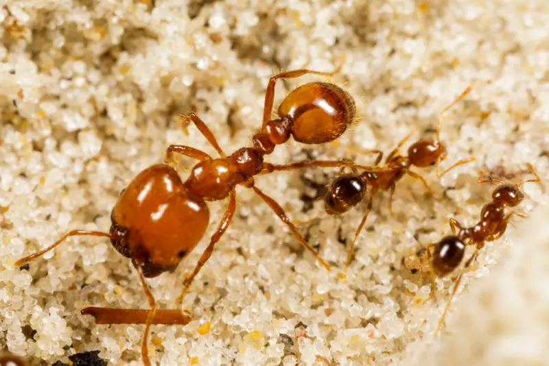 Biting Ants in Florida