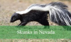 3 Types of Skunks in Nevada (With Pictures and Identification)