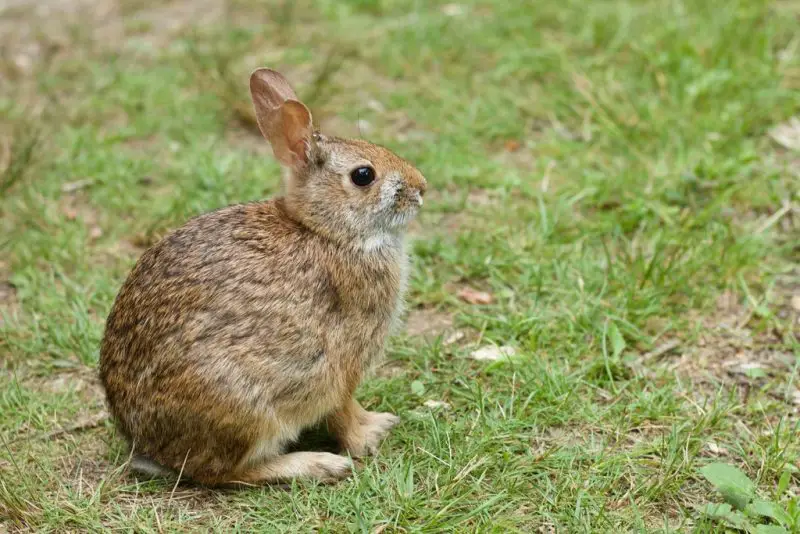 Wild Rabbits in New Jersey