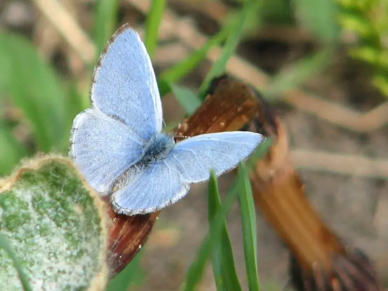 Blue Butterflies in Virginia